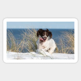 English Springer Spaniel Sticker